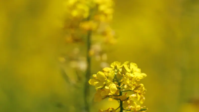 Yellow mustard flower cluster glowing against a golden blurred field