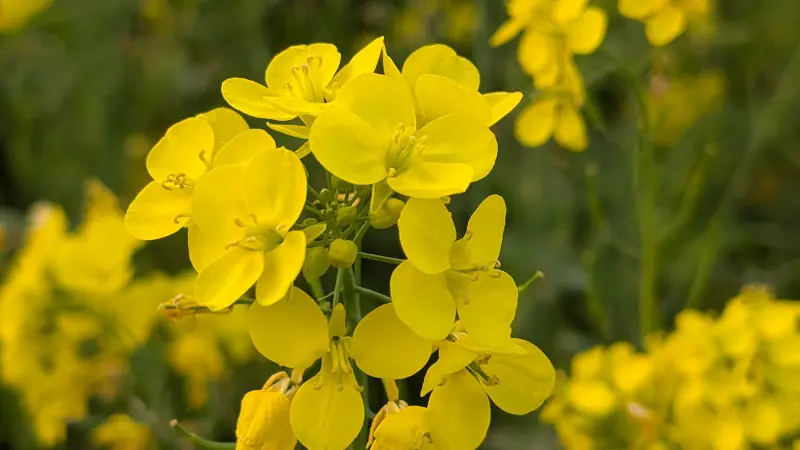Close-up of bright yellow mustard flowers with visible stamens