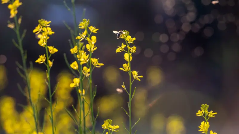 Yellow mustard flower spikes with a bee in soft evening light