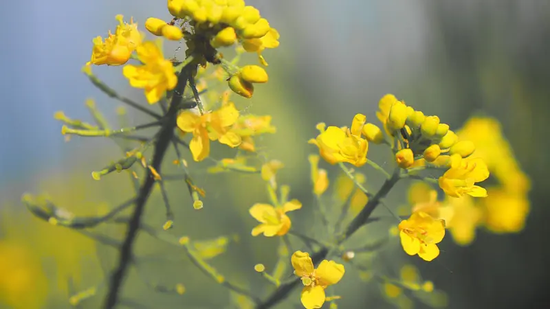 Yellow mustard flowers with morning dew on a misty background