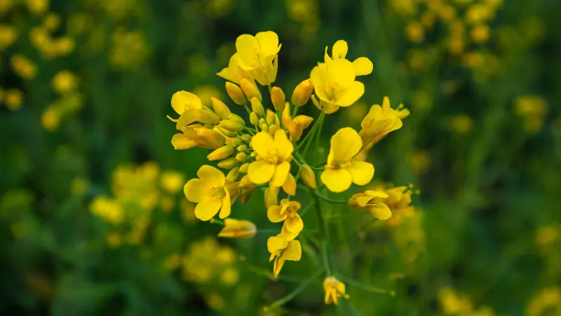 Close-up of yellow mustard flowers blooming on a single stem