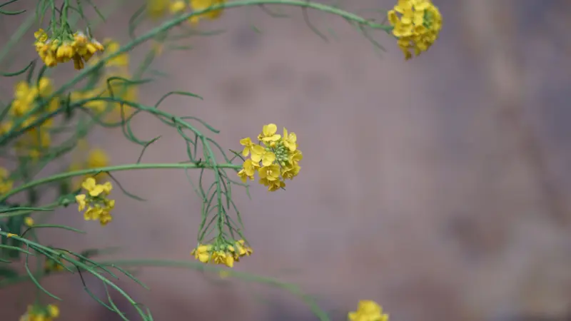 Yellow mustard flowers on curling stems against a muted background