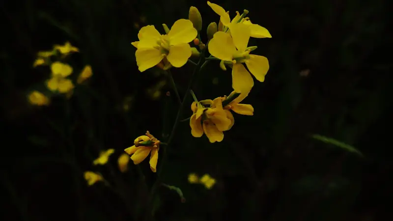 Yellow mustard flowers glowing against a dark background