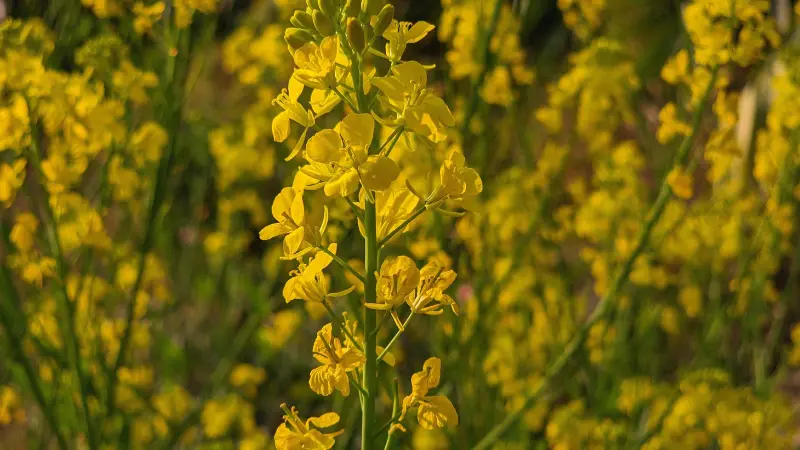 Tall mustard flower spike rising above a blooming field