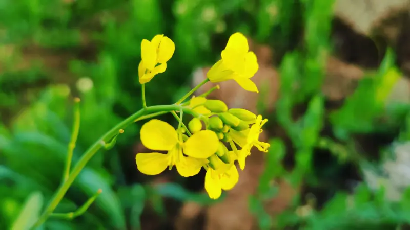 Yellow mustard flowers and unopened buds on a curved stem