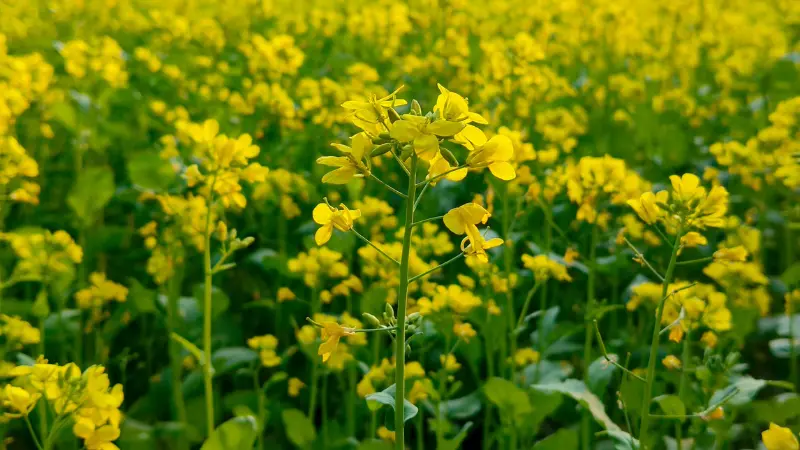 Mustard plant in focus amid a dense field of yellow flowers