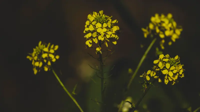 Yellow mustard flowers illuminated against a dark evening backdrop