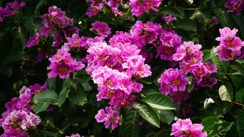 Bright magenta-pink crepe myrtle flower clusters against dark green leaves