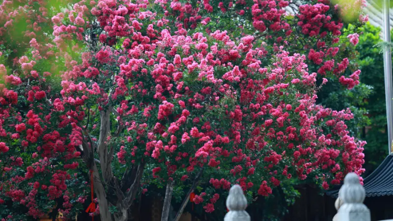Large crepe myrtle flower tree covered in pink-red blossoms