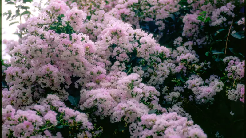 Pale pink crepe myrtle flower flowers in dense bloom