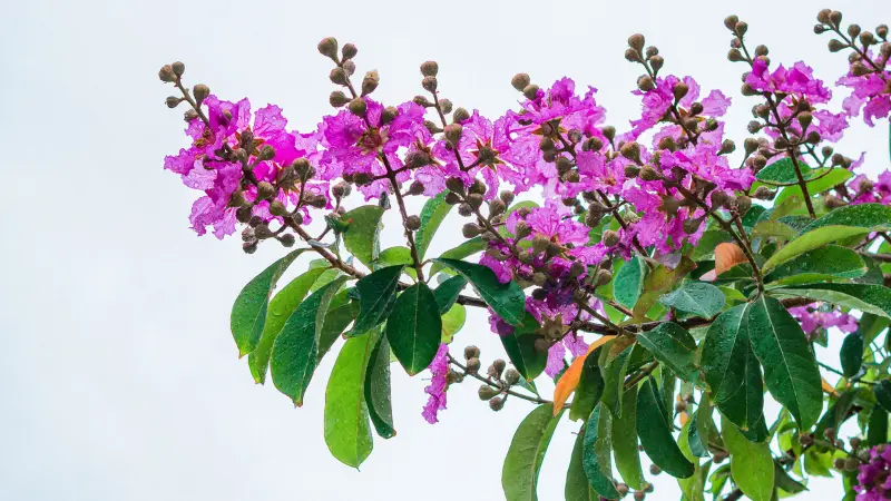 Purple-pink crepe myrtle flower flowers and leaves against a white sky