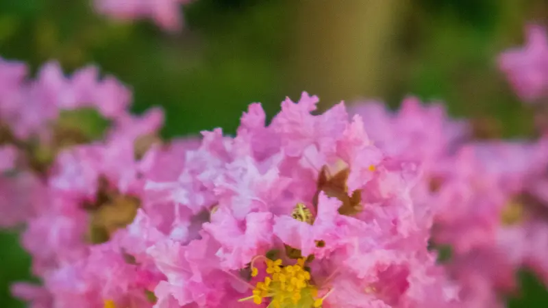 Macro view of pink crepe myrtle flower flowers with a small insect