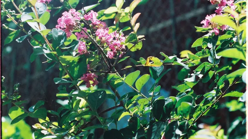 Pink crepe myrtle flower flowers with a butterfly among green leaves near a fence