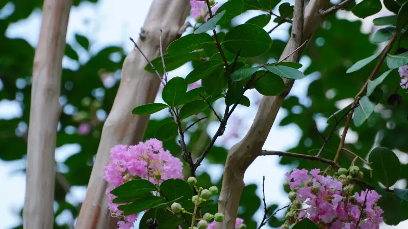 Smooth crepe myrtle flower tree trunks with pink flowers and green leaves