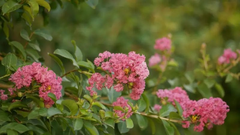 Pink crepe myrtle flower clusters on branches in a garden setting
