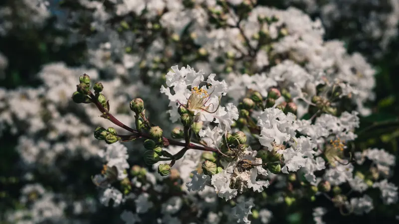 White crepe myrtle flower flowers and unopened buds on a branch