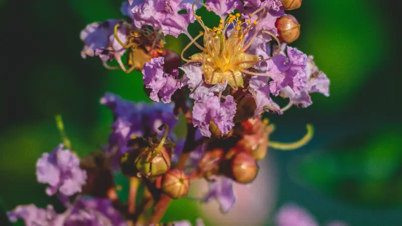 Close-up of a purple crepe myrtle flower with yellow stamens