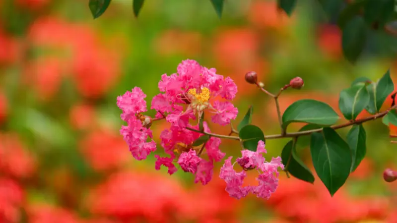 Pink crepe myrtle flower flowers on a branch with red and green bokeh background