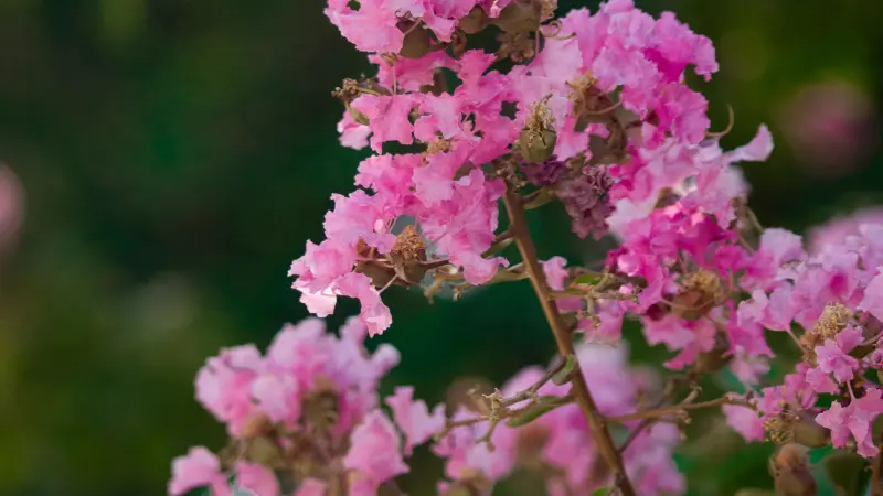 Cascading pink crepe myrtle flower spray on dark background
