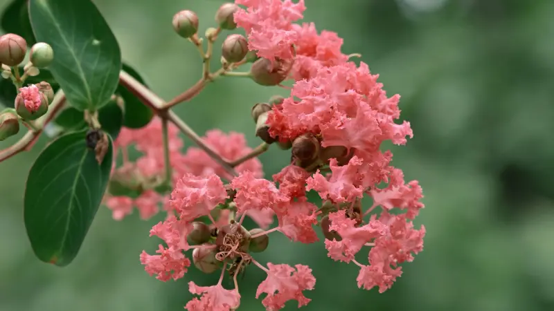 Coral-pink crepe myrtle flower flowers with seed pods and green leaves