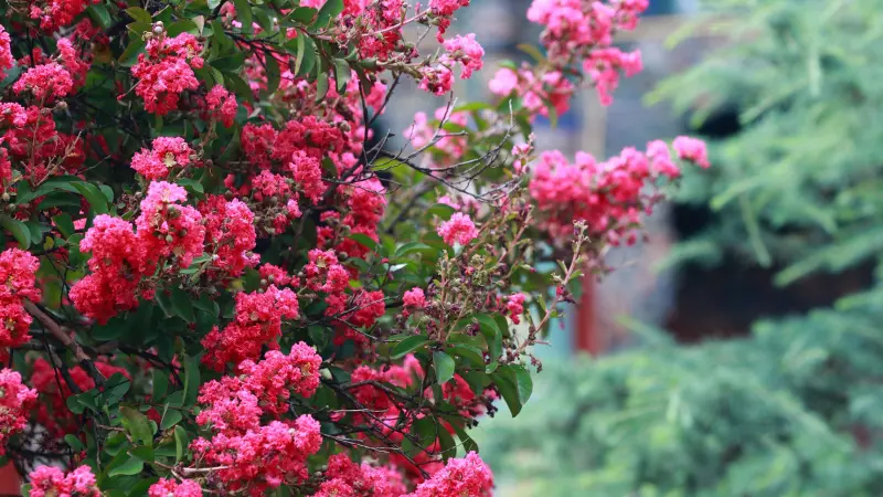 Pink-red crepe myrtle flower shrub in full bloom outdoors