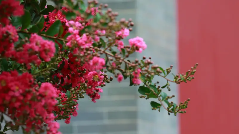 Pink crepe myrtle flower branch against a red wall and gray stone