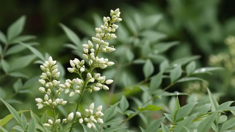 White nandina flower spikes with green leaves in the background