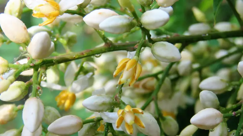 Close-up of nandina flower buds with a few open yellow-centered flowers