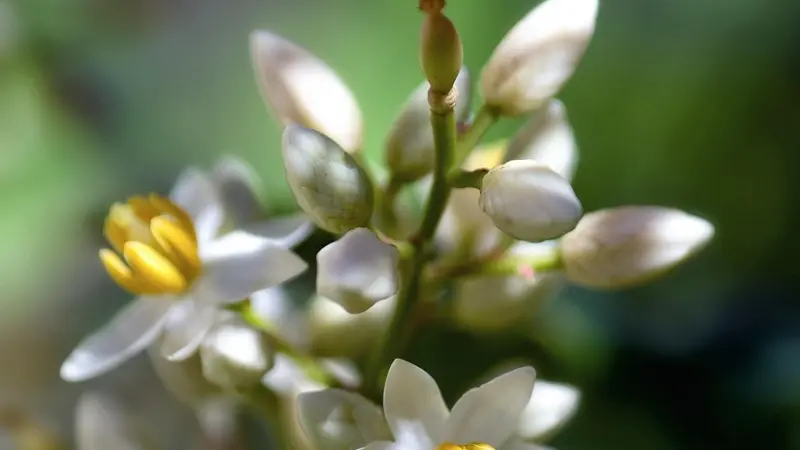 Close-up of nandina flowers with golden-yellow stamens and buds