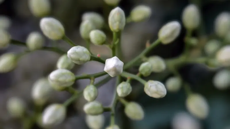 Macro view of pale green nandina flower buds on stems