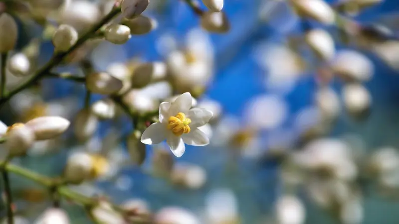 White nandina flower with yellow center against a blue sky background