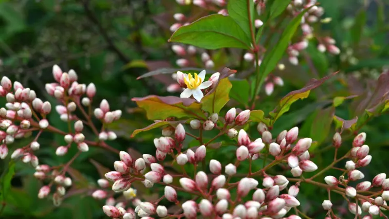 Nandina flower buds with pink edges and a single white flower