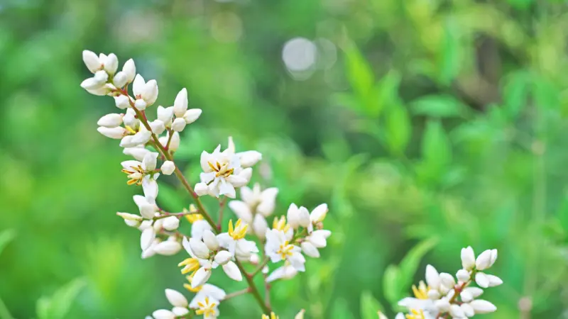 Nandina flower spike with white buds against a green backdrop