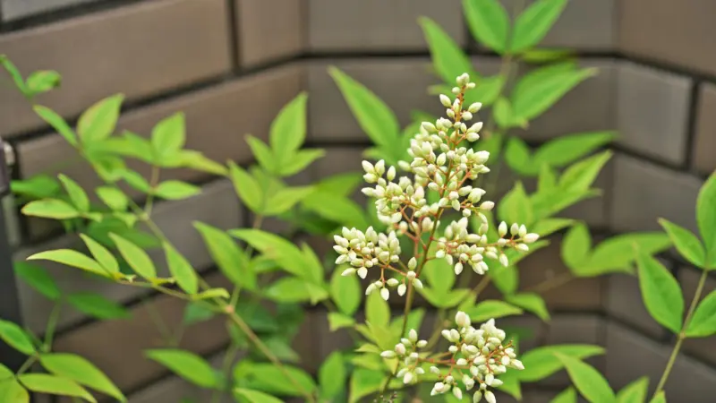 Cluster of nandina flower buds with green leaves near a wall