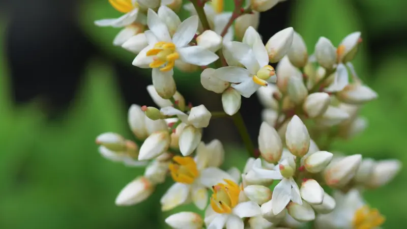 Close-up of white nandina flowers with yellow stamens