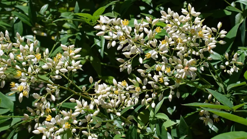 Nandina heavenly bamboo flower shrub with white flowers and slender leaves