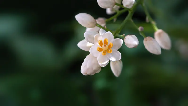 Close-up of a single white nandina flower with orange-yellow center