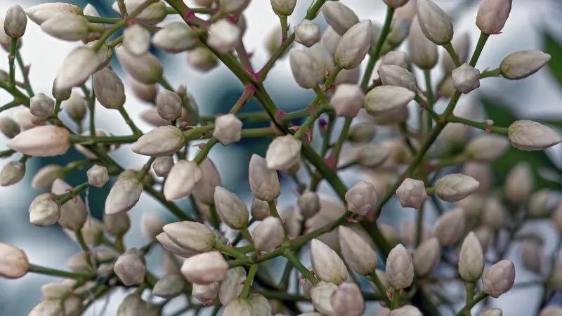Dense cluster of unopened pale nandina flower buds