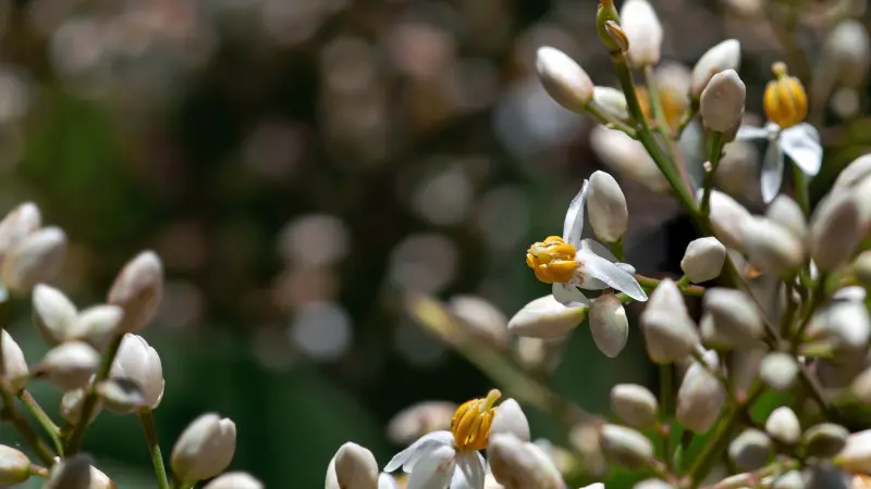 Nandina flower buds and open blossoms in dappled sunlight