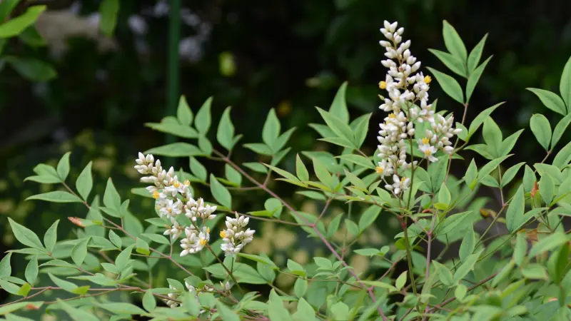 Tall nandina flower spikes rising above green foliage