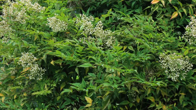 Nandina heavenly bamboo flower hedge covered in white flower clusters