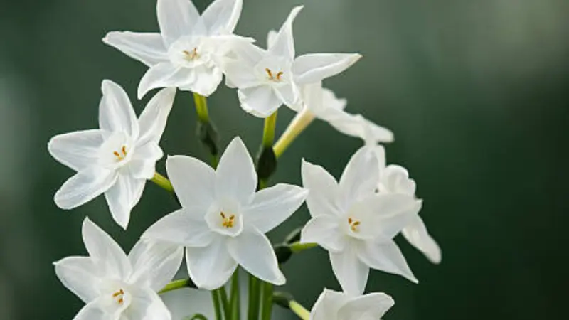 Cluster of white paperwhite narcissus flowers against a blurred green background