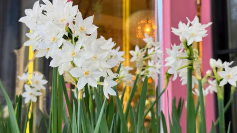 Potted paperwhite narcissus flowers displayed in a shop window