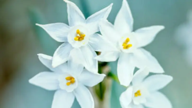 Paperwhite narcissus flowers with soft pastel green background