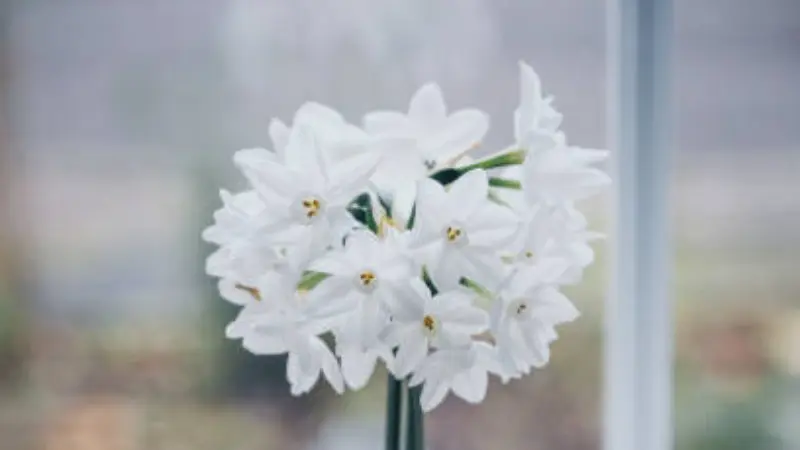 Full pot of blooming paperwhite narcissus flowers near a window
