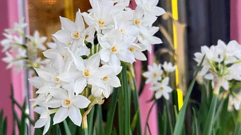 Paperwhite narcissus flowers in pots outside a colorful storefront