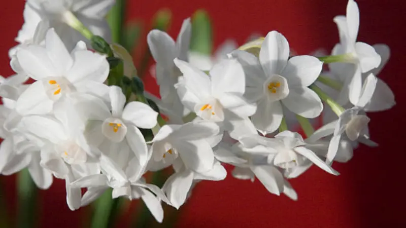 White paperwhite narcissus flowers in a row against a red background