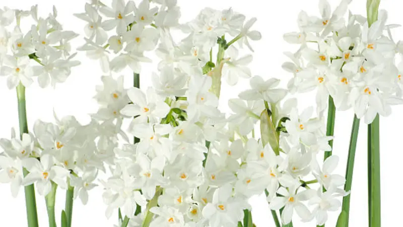Bunch of paperwhite narcissus flowers on long stems against white background