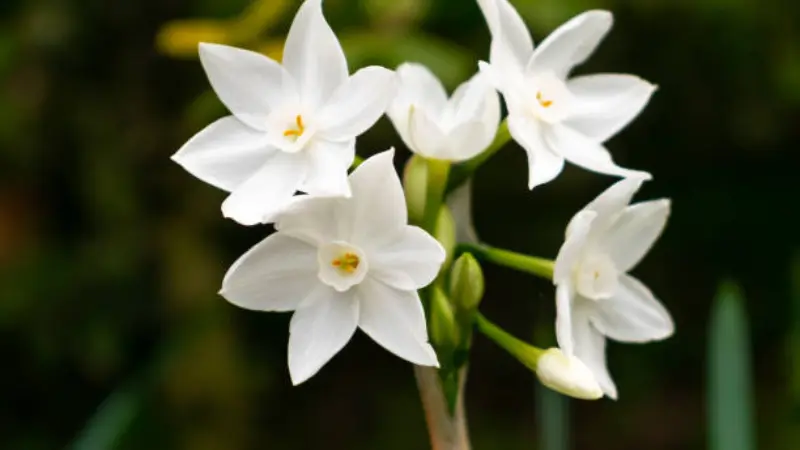 Group of paperwhite narcissus flowers with buds against a dark green background