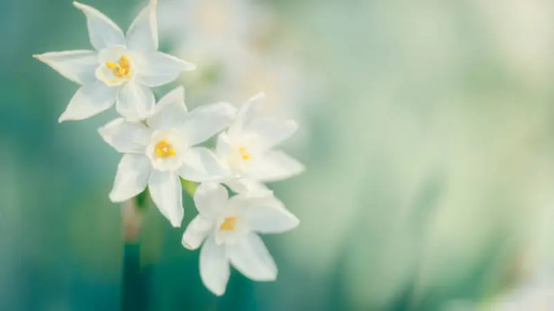 Soft-focus paperwhite narcissus flowers with pale green and blue background